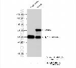Spag8 Antibody in Immunoprecipitation (IP)