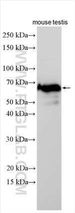 Spag8 Antibody in Western Blot (WB)