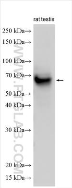 Spag8 Antibody in Western Blot (WB)