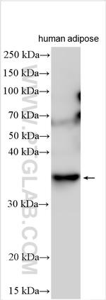 CTRP1 Antibody in Western Blot (WB)