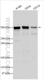 AKAP9 Antibody in Western Blot (WB)