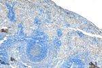 IFN Gamma Antibody in Immunohistochemistry (Paraffin) (IHC (P))