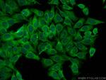 TRIM46 Antibody in Immunocytochemistry (ICC/IF)