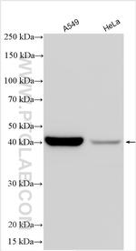 TMEM106B Antibody in Western Blot (WB)