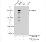 ARID1A Antibody in Immunoprecipitation (IP)