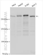 ARID1A Antibody in Western Blot (WB)