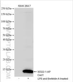 Cxcl1 Antibody in Western Blot (WB)