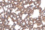 Icam-1 Antibody in Immunohistochemistry (Paraffin) (IHC (P))