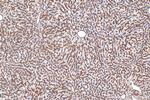 Icam-1 Antibody in Immunohistochemistry (Paraffin) (IHC (P))