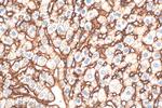 Icam-1 Antibody in Immunohistochemistry (Paraffin) (IHC (P))