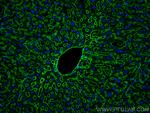 Icam-1 Antibody in Immunohistochemistry (PFA fixed) (IHC (PFA))