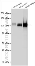 Icam-1 Antibody in Western Blot (WB)