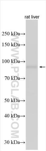 Icam-1 Antibody in Western Blot (WB)