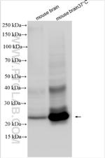 SCAMP5 Antibody in Western Blot (WB)