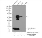 ARL13B Antibody in Immunoprecipitation (IP)