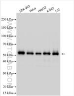 ARL13B Antibody in Western Blot (WB)