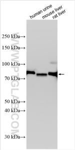 Transferrin Antibody in Western Blot (WB)