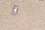 Clusterin Antibody in Immunohistochemistry (Paraffin) (IHC (P))