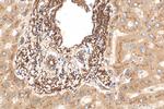 Clusterin Antibody in Immunohistochemistry (Paraffin) (IHC (P))