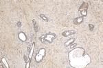 Clusterin Antibody in Immunohistochemistry (Paraffin) (IHC (P))