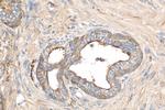 Clusterin Antibody in Immunohistochemistry (Paraffin) (IHC (P))