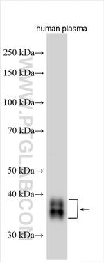 Clusterin Antibody in Western Blot (WB)