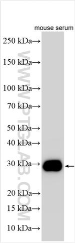 Clusterin Antibody in Western Blot (WB)