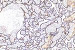 Growth Hormone Antibody in Immunohistochemistry (Paraffin) (IHC (P))