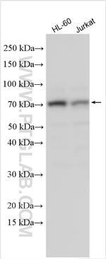 FCGR3A/CD16a Antibody in Western Blot (WB)