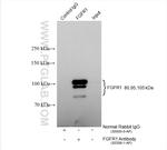 FGFR1 Antibody in Immunoprecipitation (IP)