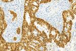 CDX2 Antibody in Immunohistochemistry (Paraffin) (IHC (P))