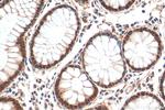 CDX2 Antibody in Immunohistochemistry (Paraffin) (IHC (P))