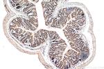 CDX2 Antibody in Immunohistochemistry (Paraffin) (IHC (P))