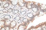 CDX2 Antibody in Immunohistochemistry (Paraffin) (IHC (P))