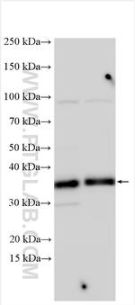 CDX2 Antibody in Western Blot (WB)