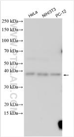 p38 MAPK Antibody in Western Blot (WB)