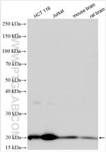GPX4 Antibody in Western Blot (WB)