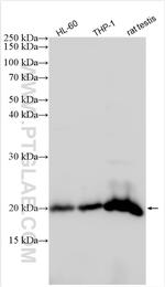 GPX4 Antibody in Western Blot (WB)