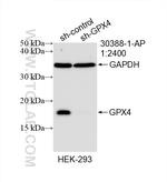 GPX4 Antibody in Western Blot (WB)
