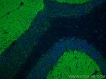 Bassoon Antibody in Immunohistochemistry (PFA fixed) (IHC (PFA))