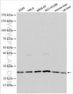 TMED5 Antibody in Western Blot (WB)