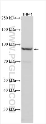 TLR4 Antibody in Western Blot (WB)
