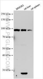 TLR4 Antibody in Western Blot (WB)