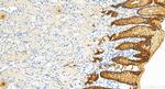 MUC5AC Antibody in Immunohistochemistry (Paraffin) (IHC (P))