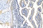 MUC5AC Antibody in Immunohistochemistry (Paraffin) (IHC (P))