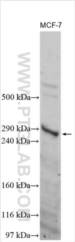 MUC5AC Antibody in Western Blot (WB)