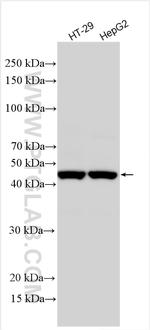 CHI3L1 Antibody in Western Blot (WB)