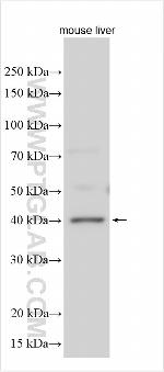 CCR2 Antibody in Western Blot (WB)