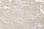 PEX3 Antibody in Immunohistochemistry (Paraffin) (IHC (P))