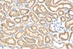 PEX3 Antibody in Immunohistochemistry (Paraffin) (IHC (P))